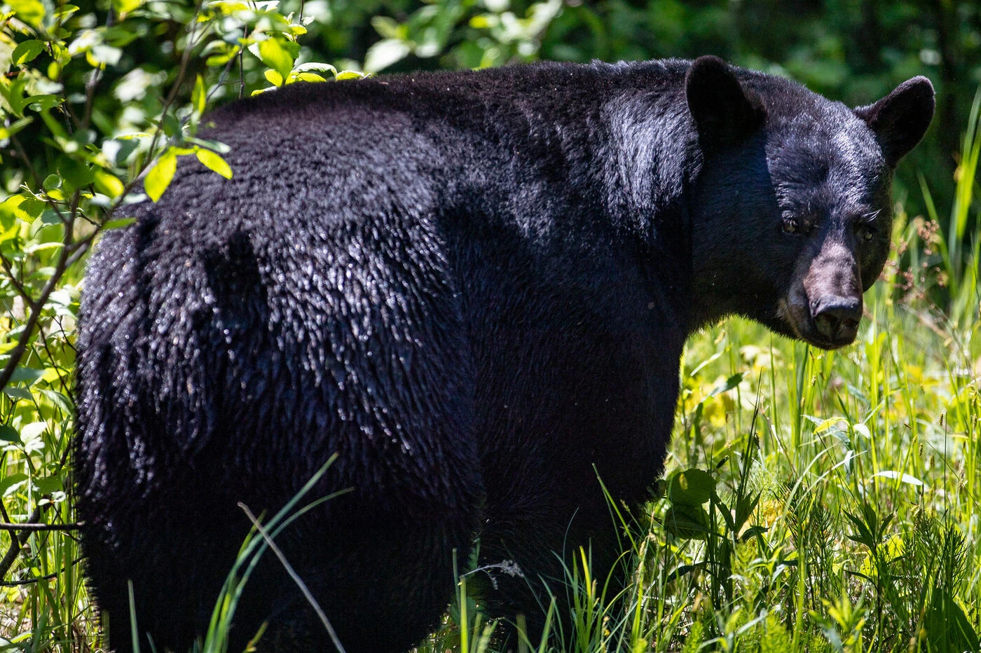 Un Américain se réveille nez à nez avec un ours dans son camping-car et le tue d’une balle dans la tête