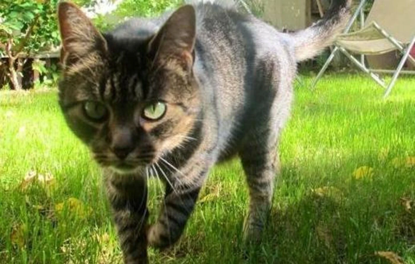 « Stop à la bêtise et à la méchanceté » : drogués, enlevés, scalpés… Une vingtaine de chats torturés dans le Var