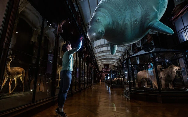 «Revivre» : les espèces disparues reprennent vie au Muséum national d’histoire naturelle