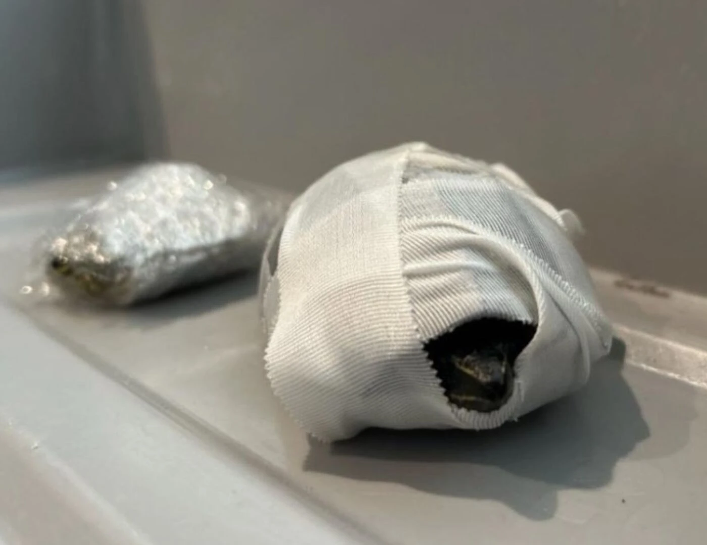 Elle voulait « passer en douce » la sécurité : une femme arrêtée à l’aéroport de Miami avec des tortues dans son soutien-gorge