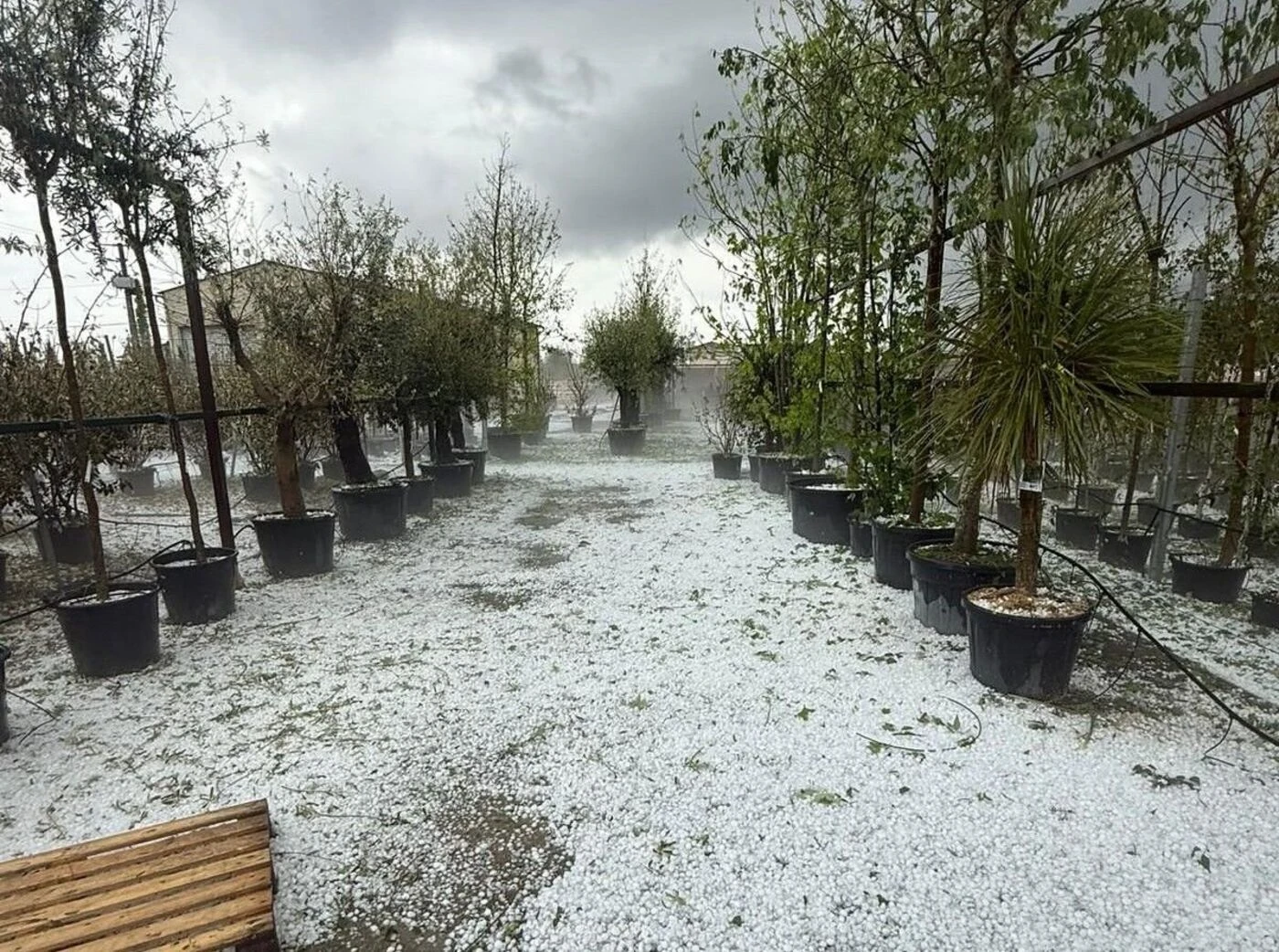 Un orage de grêle, 200 000 euros de dégâts... Cette pépinière de Haute-Garonne lance une cagnotte pour relancer son activité