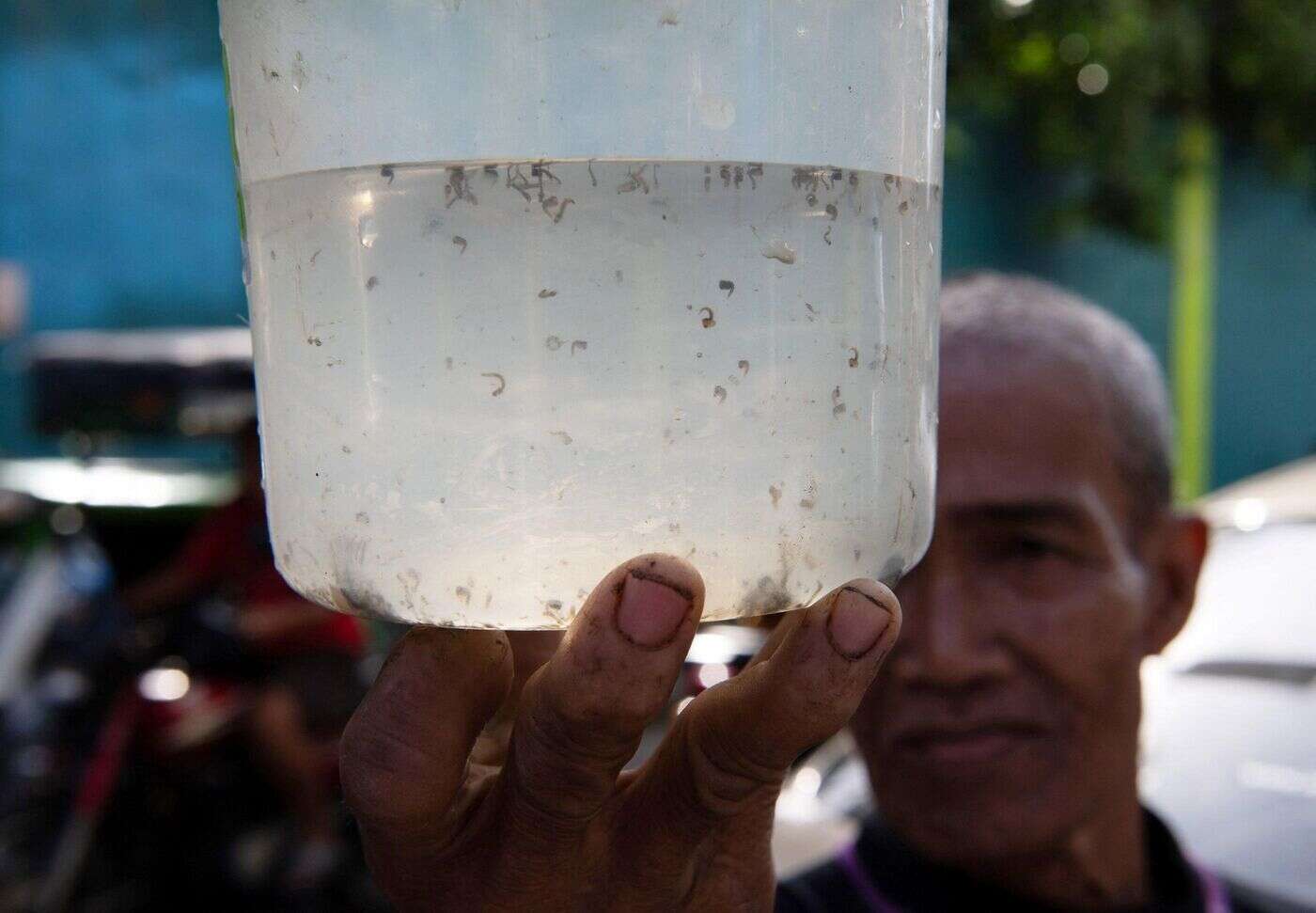 Pour lutter contre la dengue, une ville philippine propose une « prime aux moustiques tués »