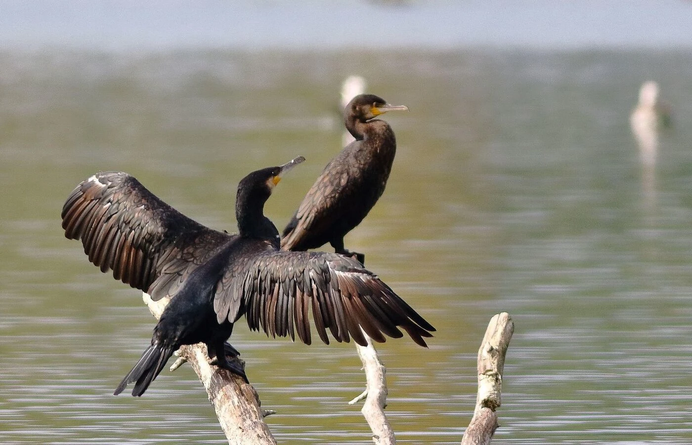 « Le cormoran est là, il faut faire avec » : les pêcheurs du lac du Der veulent protéger les poissons sans tuer leurs prédateurs à plumes