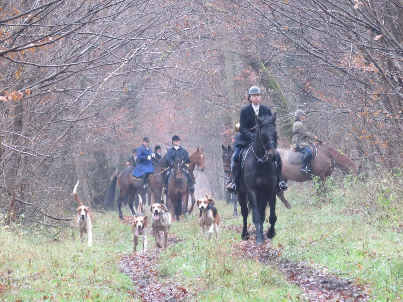 Clermont : 35 chiens de chasse poursuivent un sanglier en centre-ville et sur la N31
