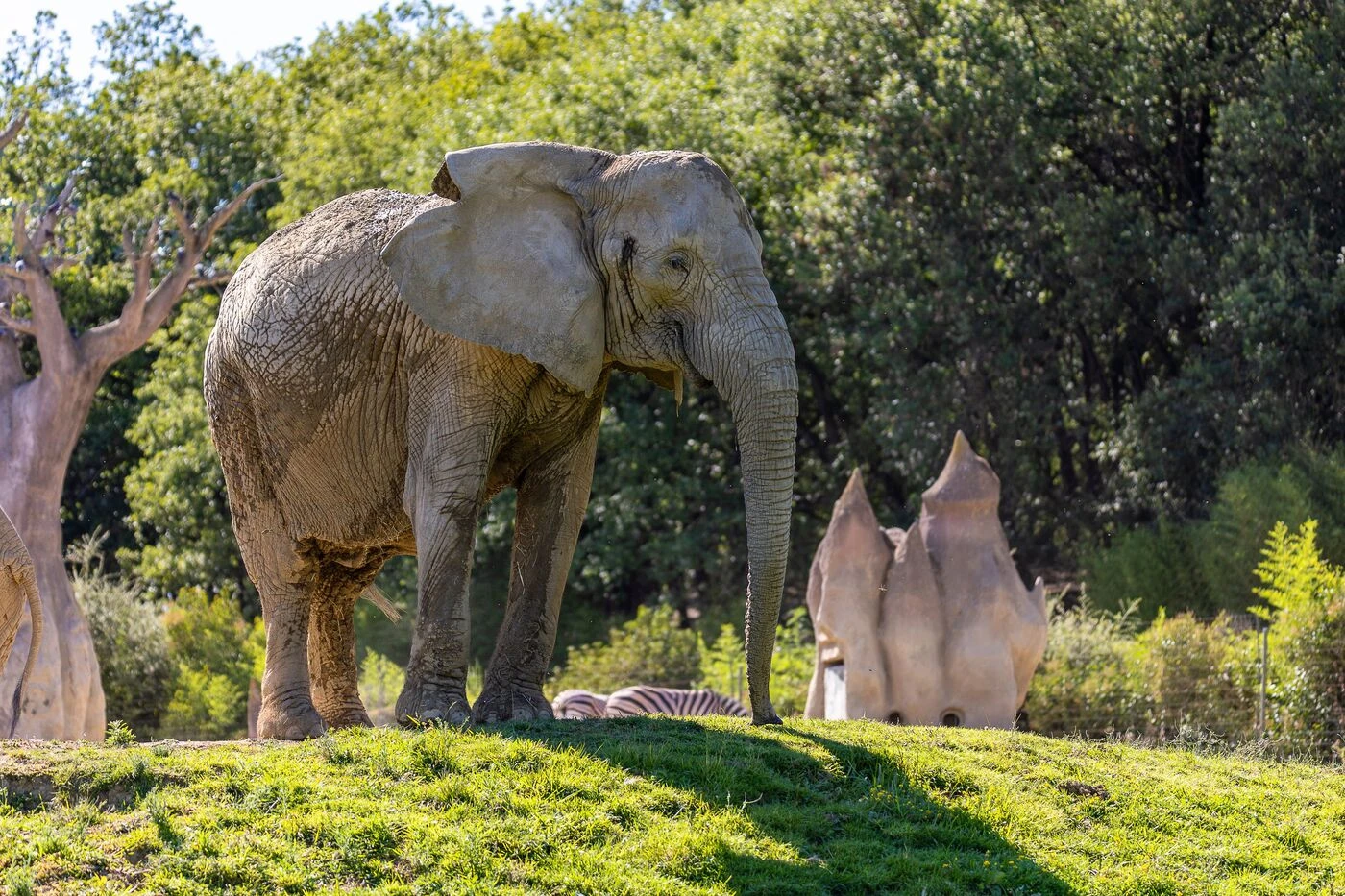 Après la mort de Sabi, le parc African Safari « va observer de près le comportement » de ses deux compagnes d’enclos