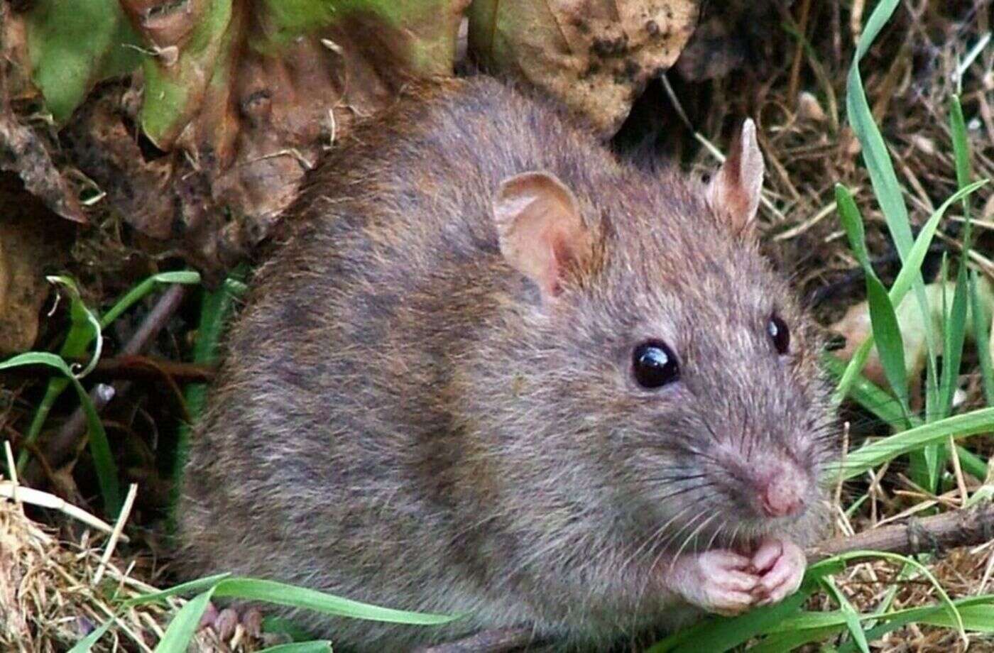 Une chienne morte de leptospirose en Bretagne : qu’est-ce que cette maladie transmissible à l’homme ?