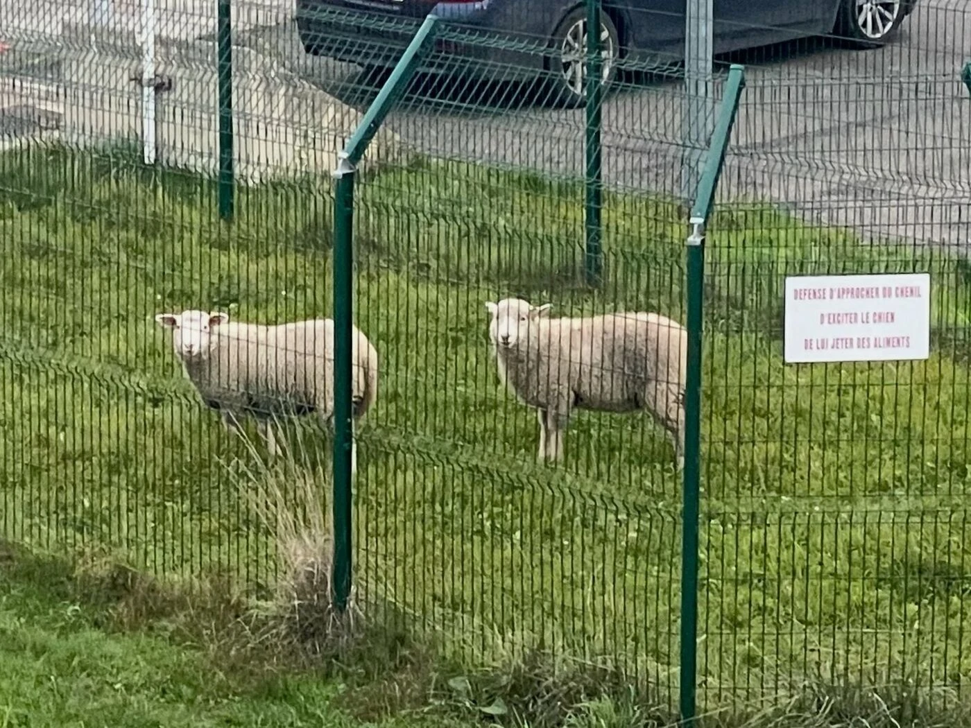 Seine-et-Marne : ils avaient deux moutons cachés dans le coffre de leur BMW