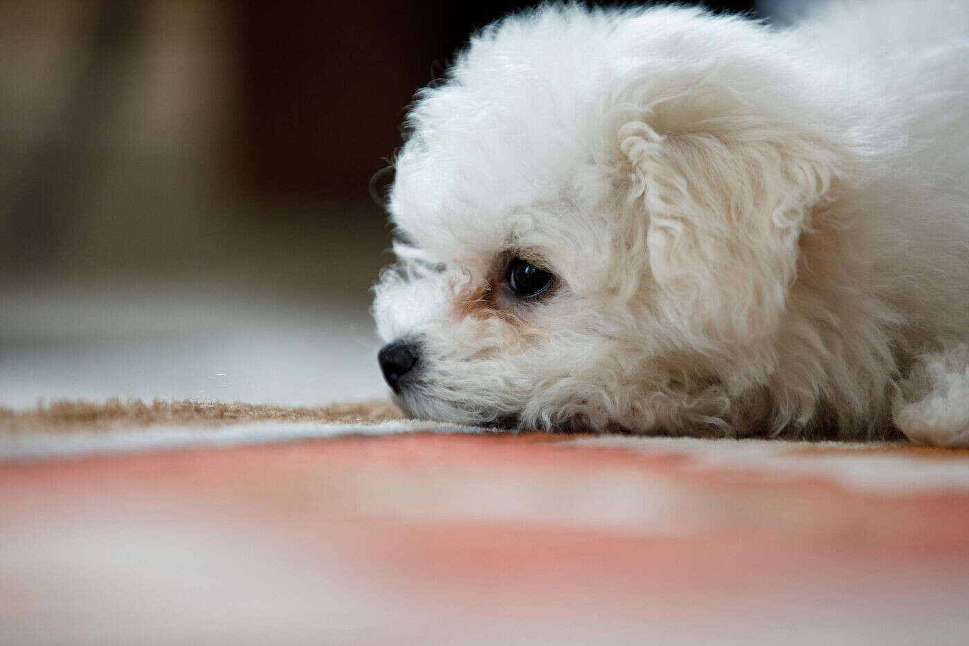 Douze bichons découverts dans un appartement insalubre de Meudon : un homme et une femme en garde à vue