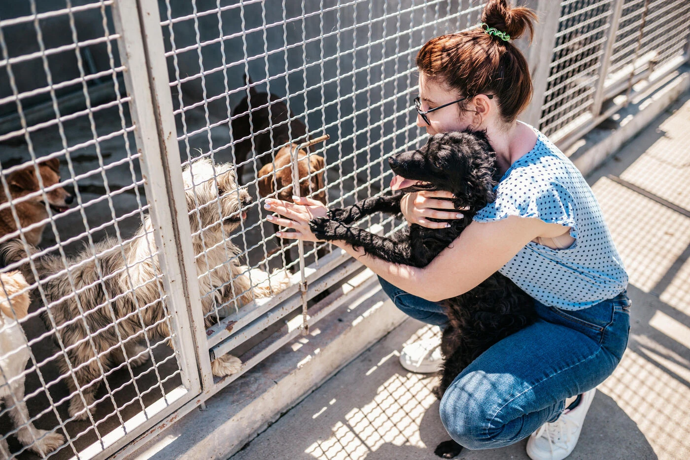 En Haute-Garonne, les animaux de victimes de violences intrafamiliales seront aussi mis à l’abri