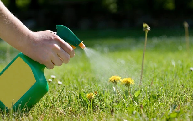 Désherbants faits maison : attention aux mélanges dangereux 