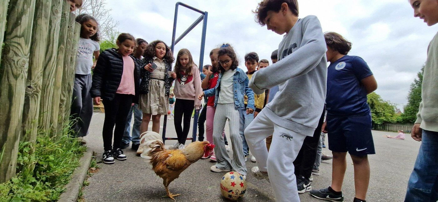 À Amiens, la nouvelle star du football s’appelle Cacahuète… et c’est un coq