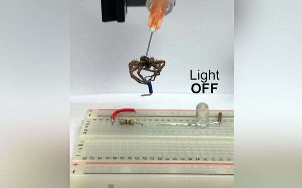 VIDÉO. Ces scientifiques ont transformé des araignées mortes en pince mécanique