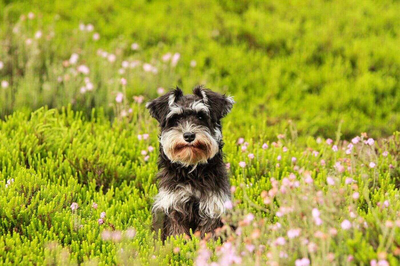 « Une mort cruelle » : une femme noie son chien dans les toilettes de l’aéroport d’Orlando pour pouvoir prendre son vol