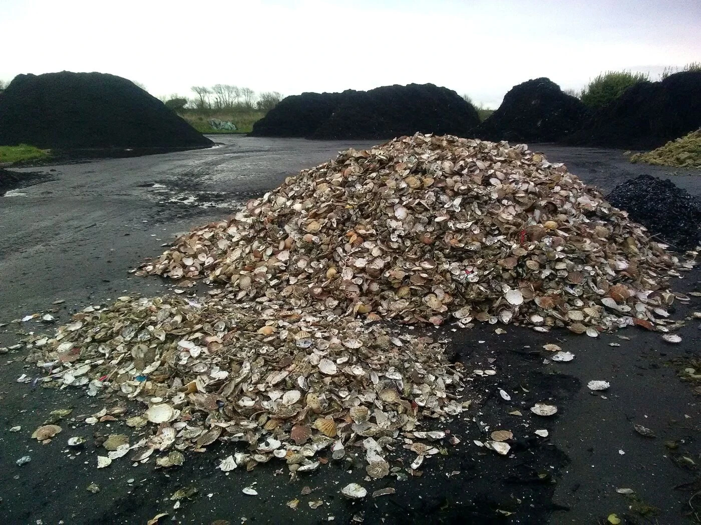 Recyclage : en Bretagne, on « ramène sa coquille (d’huître) » pour faire du compost
