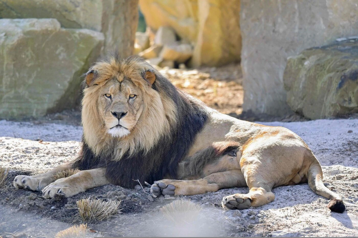 Un lion s’échappe de son enclos et sème la panique dans une ville du Pakistan