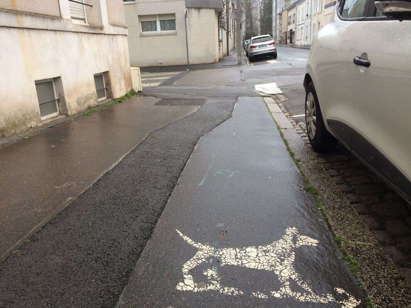 A Reims, les chiens seront fichés avec leur ADN pour lutter contre les déjections sauvages