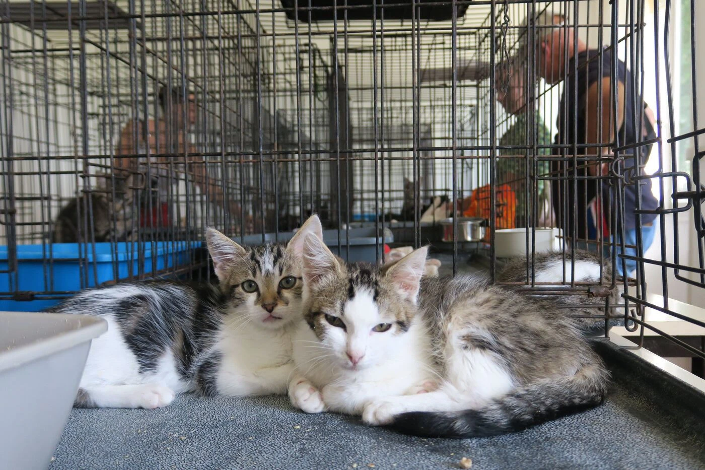 « C’est la période des chatons et c’est une catastrophe » : dans l’Oise, les animaux abandonnés ont besoin de vous