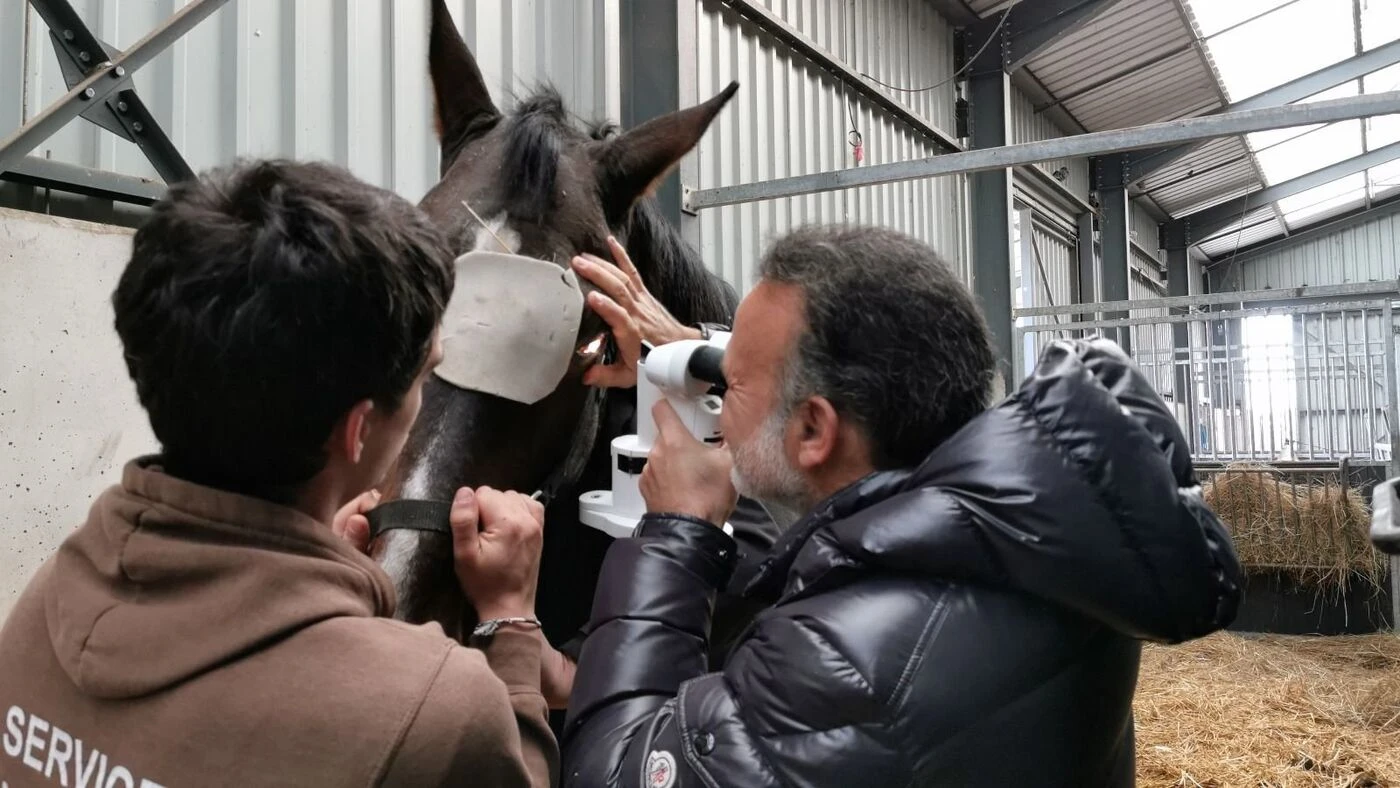 Que sont devenus les 84 chevaux sauvés par le zoo-refuge la Tanière, près de Chartres ?