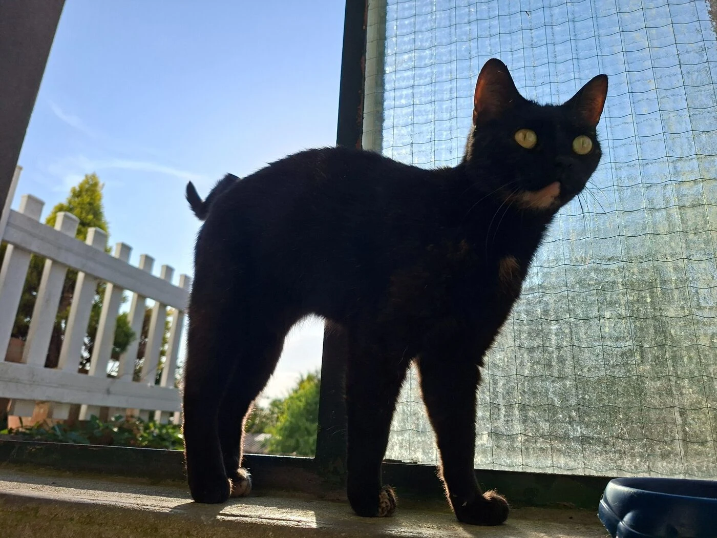 Campagne de stérilisation, amendes… l’île de Molène s’attaque à la surpopulation de chats au nom de la sécurité