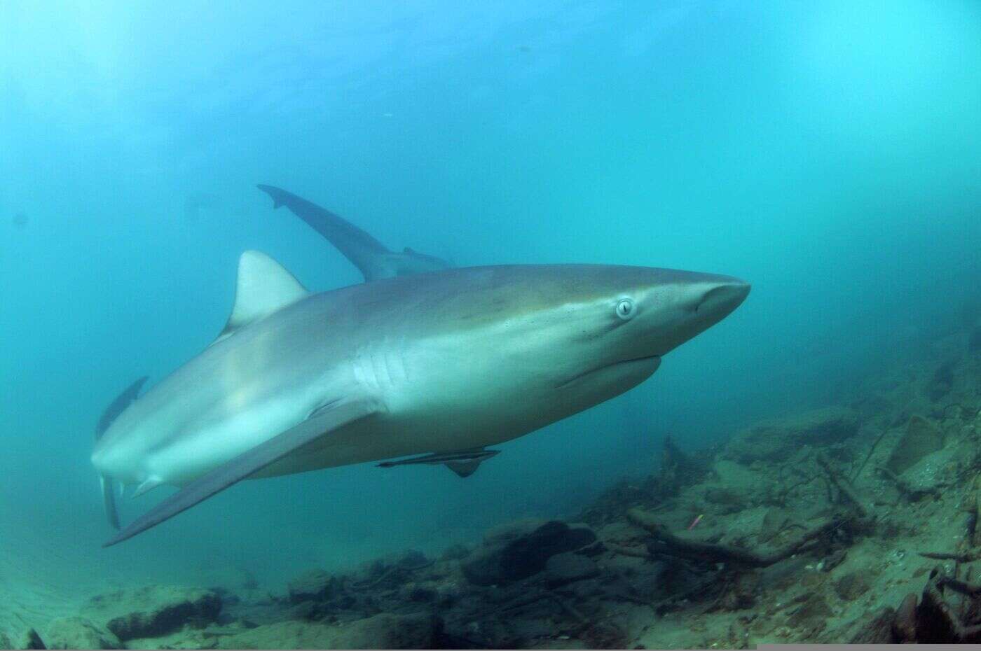 Mort d’un homme « mordu au cou » par un requin alors qu’il pêchait en famille en Australie