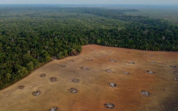 Victoire de Lula au Brésil : Berlin prêt à reprendre les aides contre la déforestation en Amazonie
