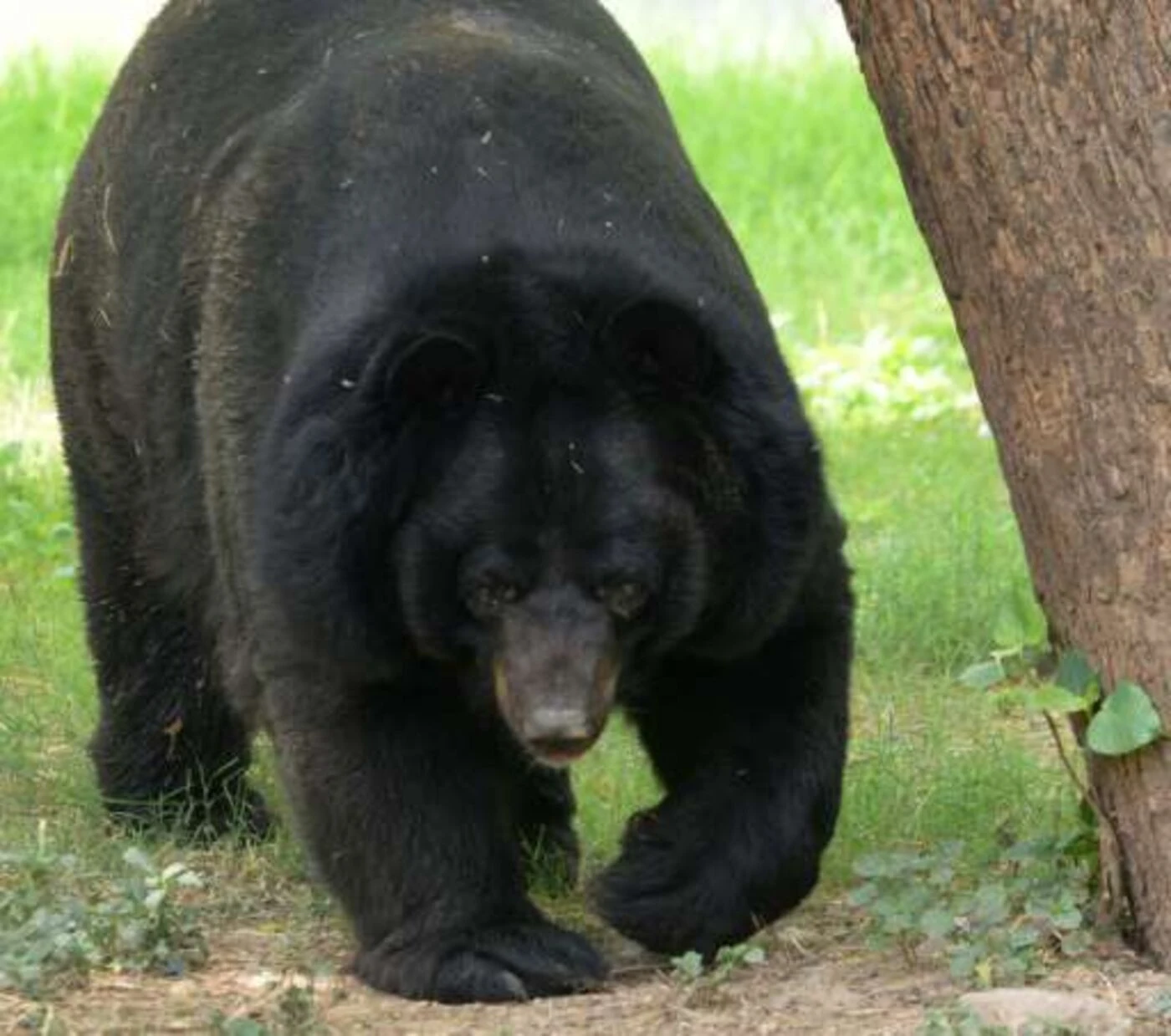 Un ours sème le chaos dans un aéroport japonais et paralyse le trafic aérien
