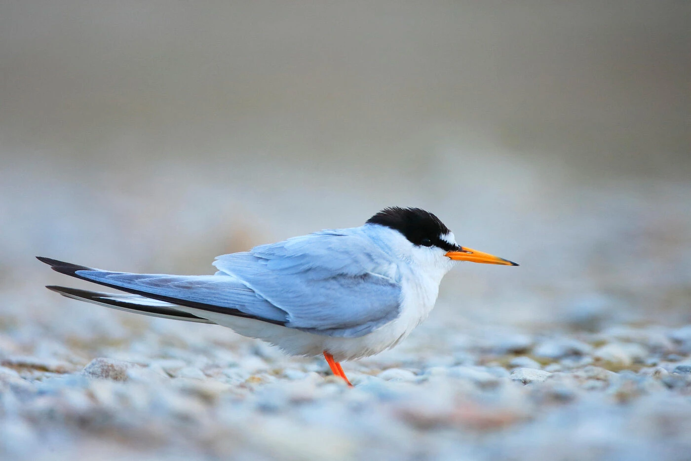 Pas touche aux sternes ! Les montgolfières doivent voler plus haut dans le ciel du Maine-et-Loire