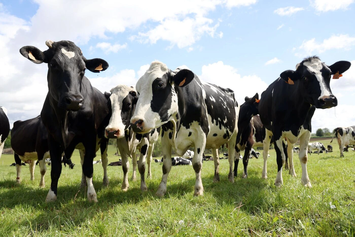 Dermatose nodulaire contagieuse des bovins : huit foyers recensés dans les deux Savoie