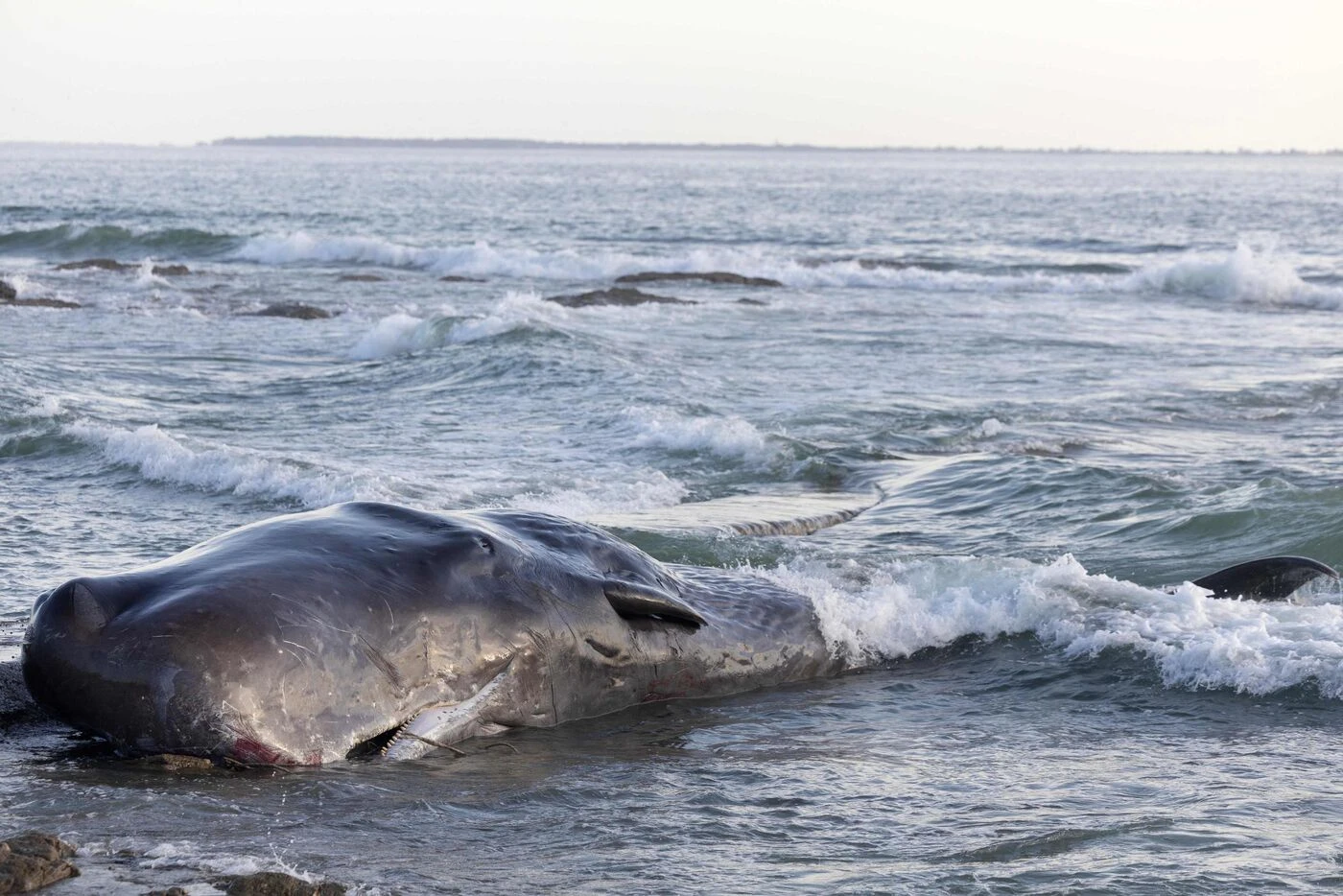 Une baleine de dix mètres retrouvée morte sur une plage de l’Île de Ré