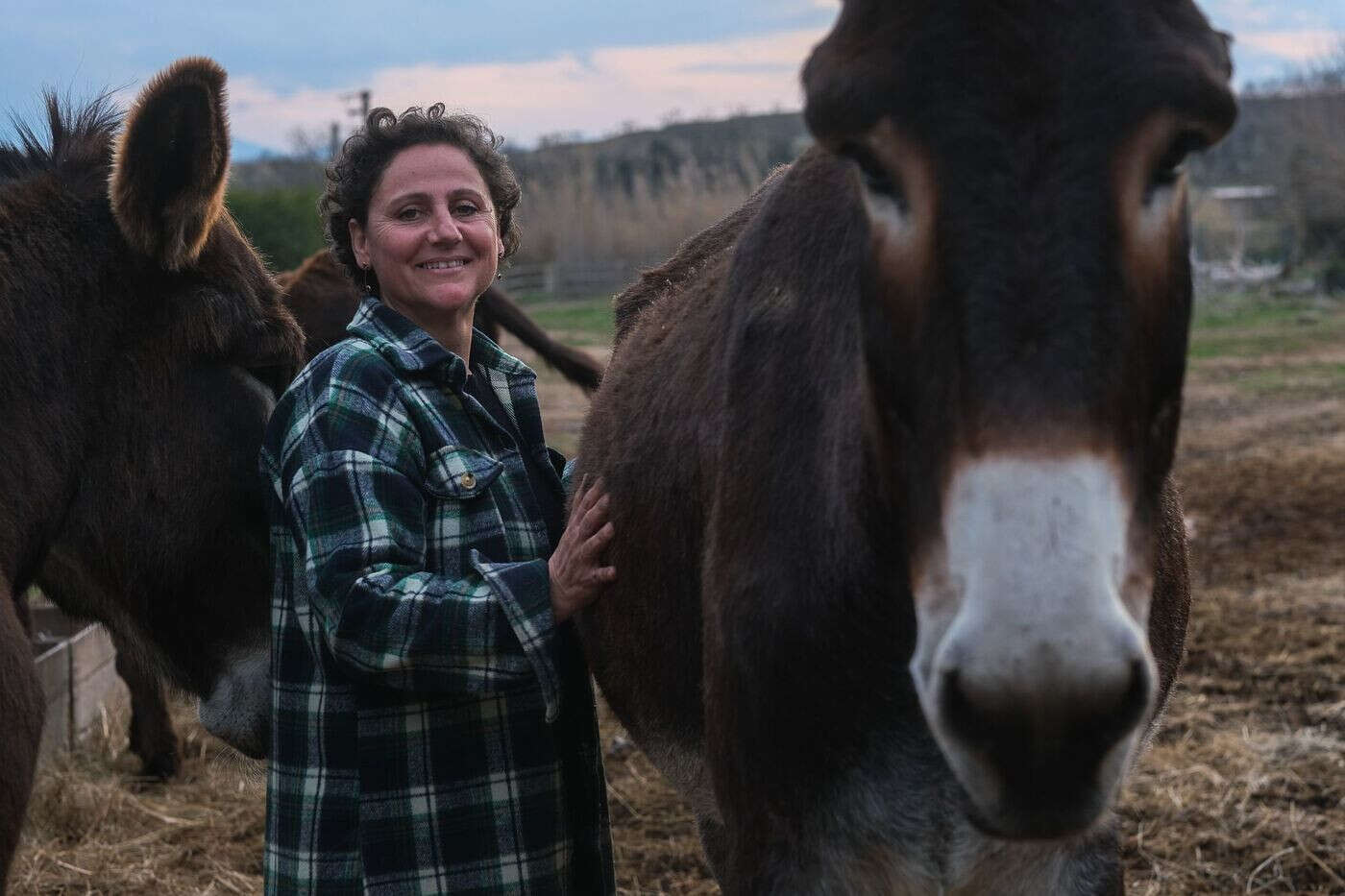 Dans les Pyrénées-Orientales, des ânes pour se reconstruire mentalement