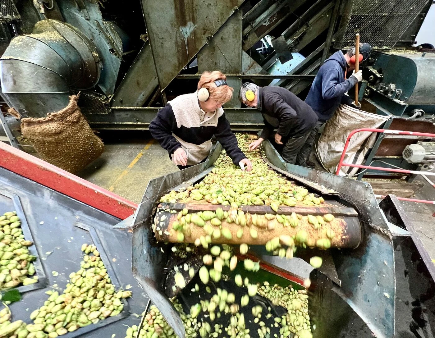 Dans l’Eure, deux frères cultivent un houblon 100 % normand et bio