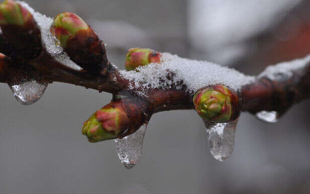 Quand les plantes bourgeonnent, le gel devient leur pire ennemi 