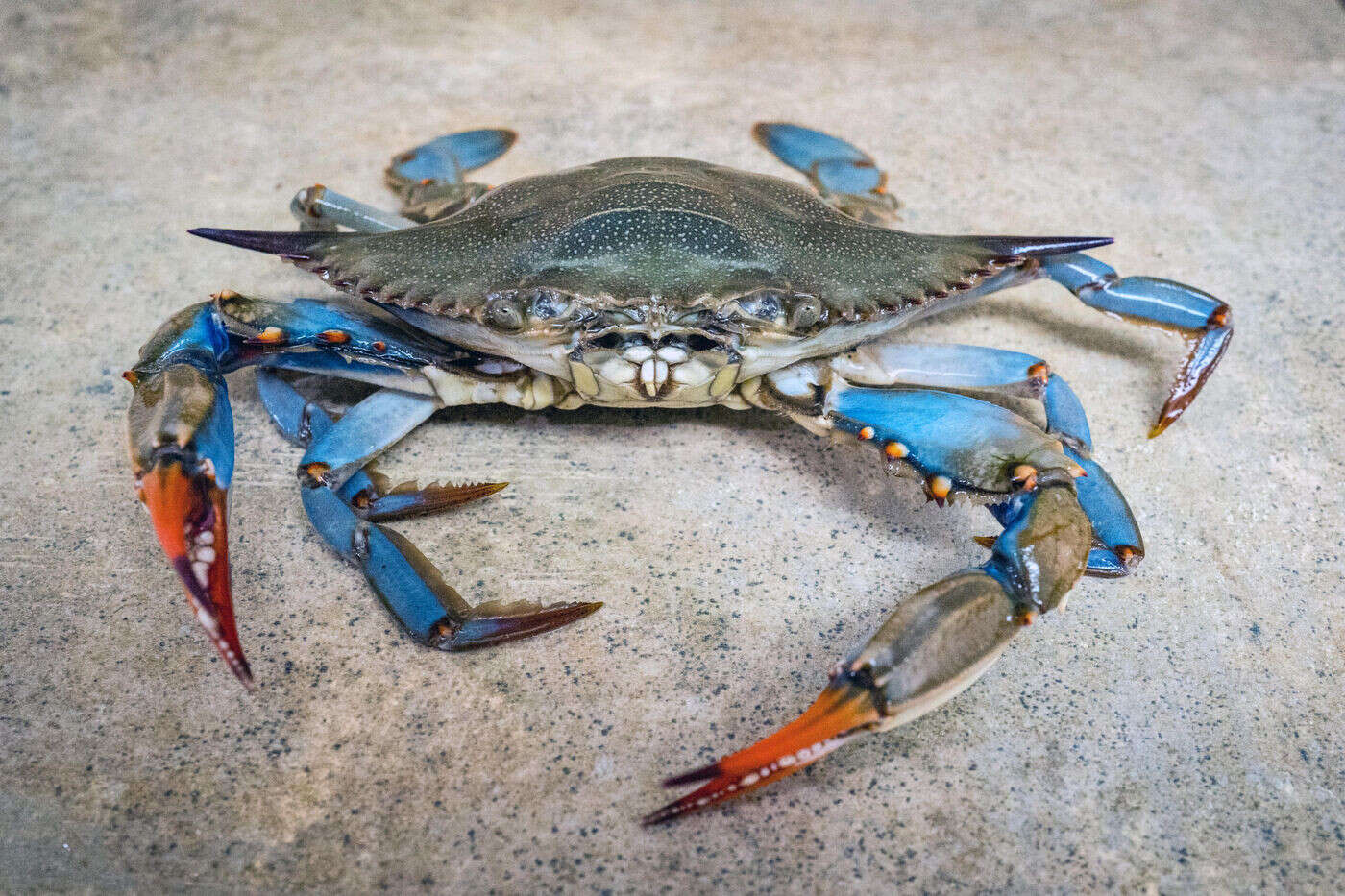 Colère noire contre le crabe bleu, « Terminator » de la Méditerranée