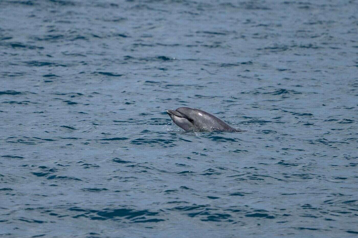 Un bébé dauphin retrouvé avec « une nageoire arrachée et un œil en moins » sur une plage du Var