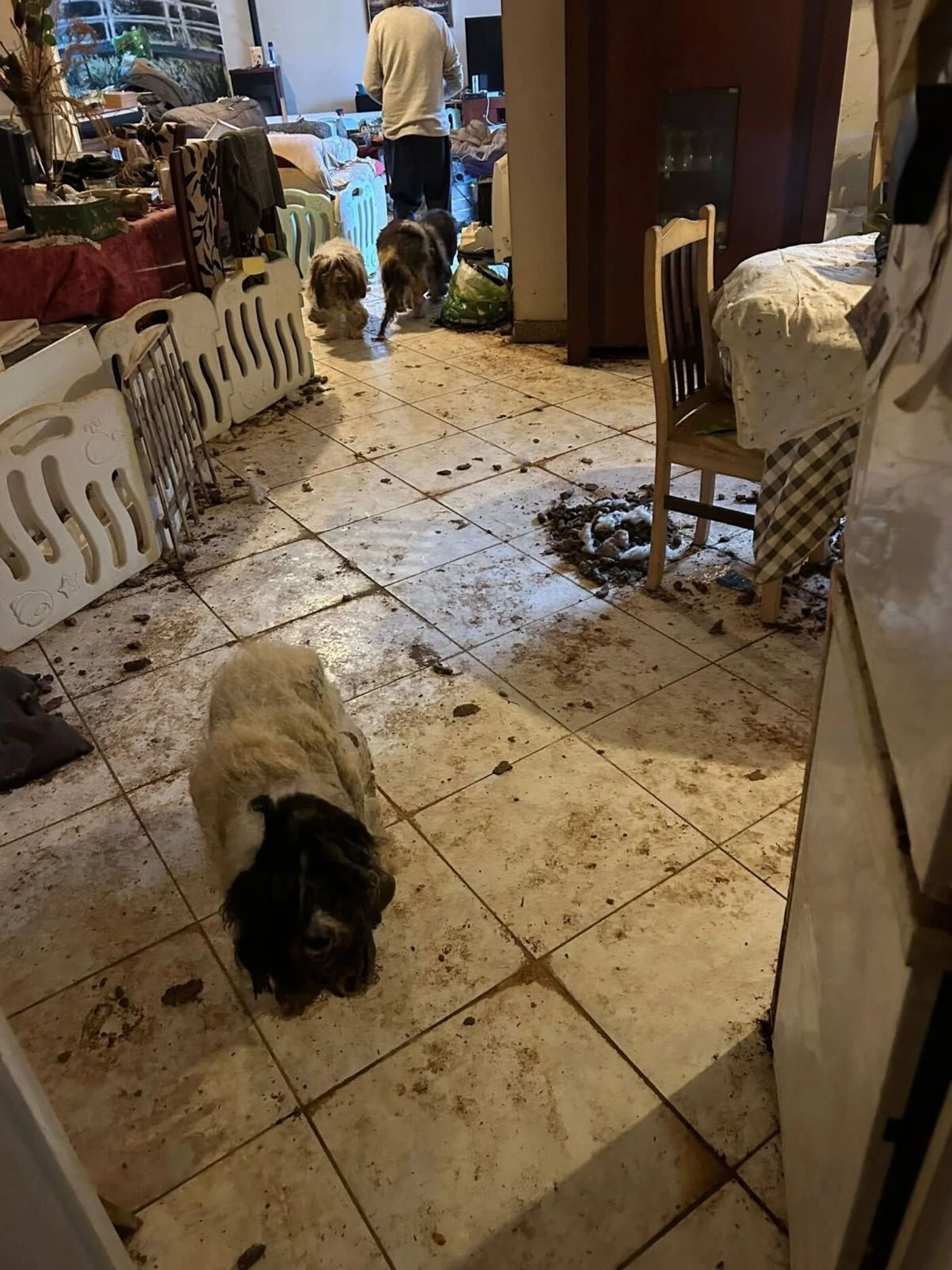 « Il y avait des excréments partout » : à Étampes, sept chiens sauvés d’une maison insalubre