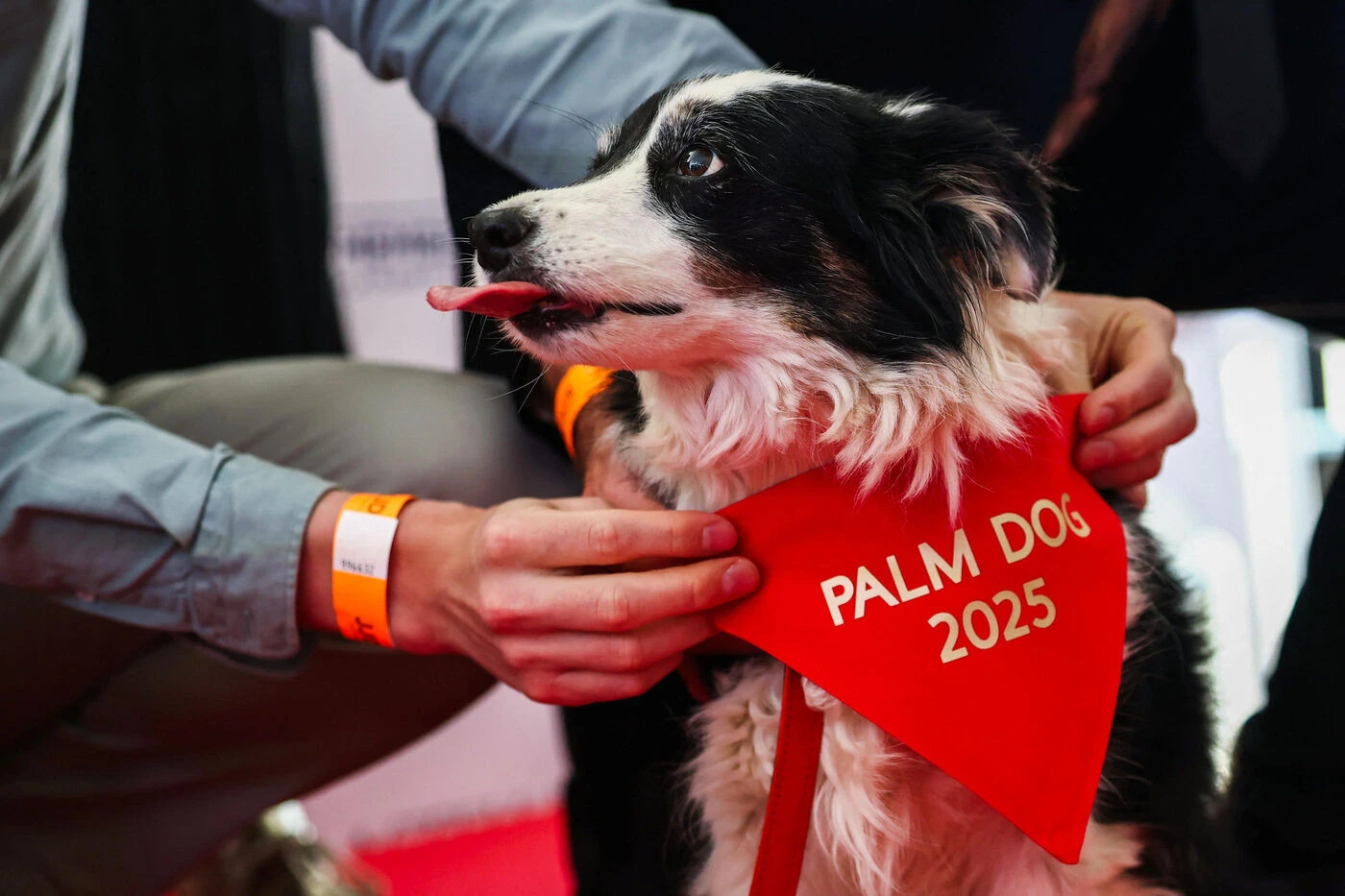Il a « conquis le jury par son jeu d’acteur touchant » : le chien Panda lauréat de la Palm Dog 2025 à Cannes