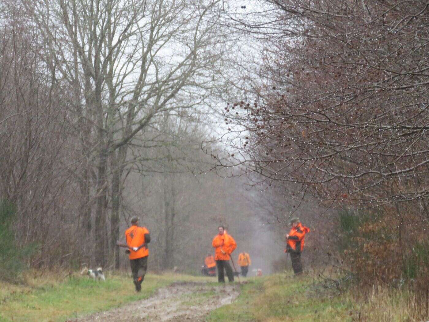 Calvados : effrayés par des tirs de chasseurs, quatre chevaux se blessent en fuyant leur enclos