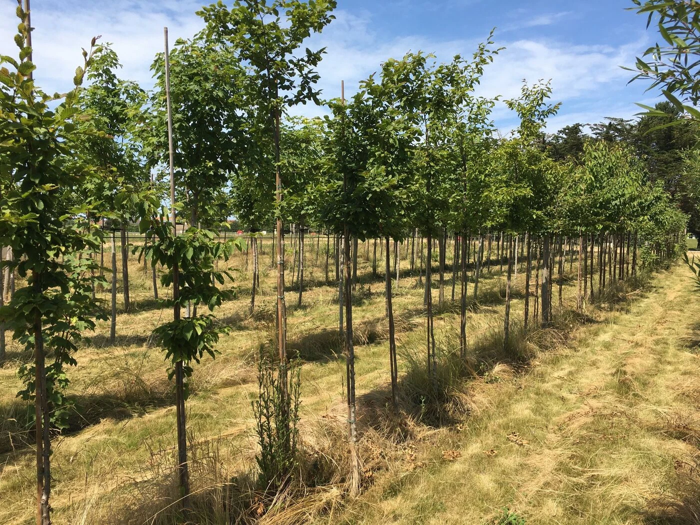 Pour s’acclimater au Calvados, 1 000 arbres destinés à ombrager un parc poussent juste à côté : « Ils ne vont parcourir que 150 m »