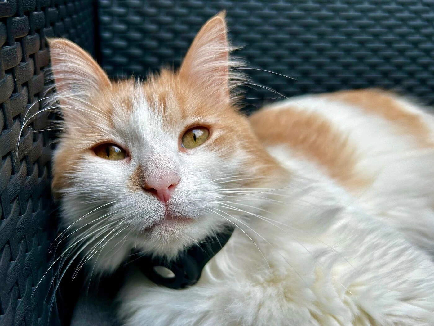 Une septuagénaire kidnappe la chatte de ses voisins avant de l’offrir à des proches