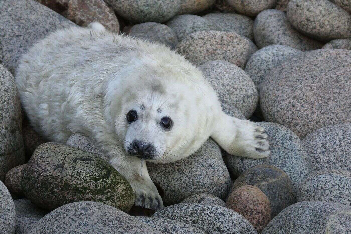 Un bébé phoque gris est né sur l’île de Sein : une première !