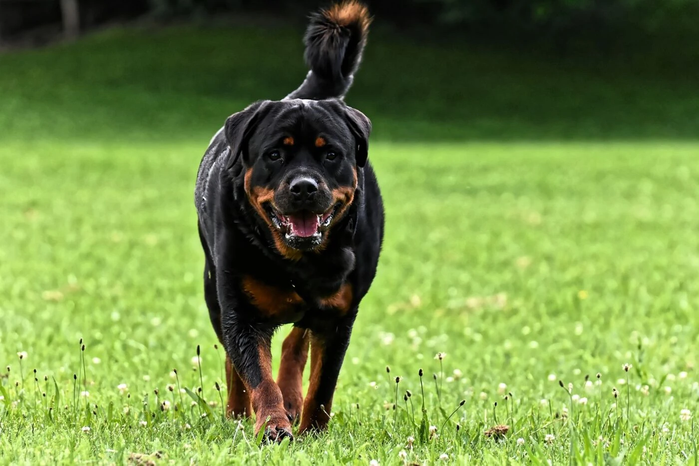 Lens : un homme gravement blessé après avoir été mordu par son chien croisé Rottweiler