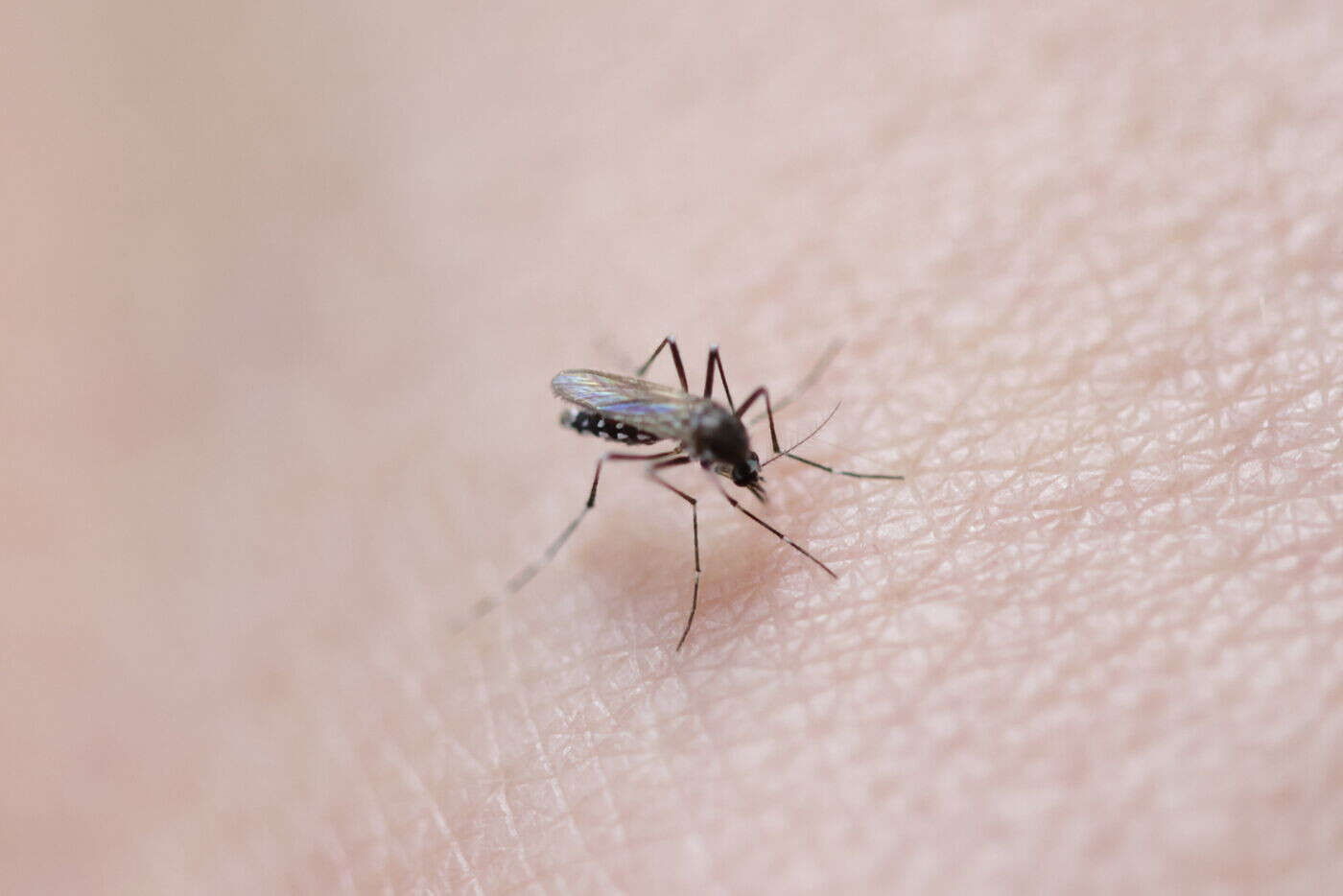 Des moustiques au sperme « toxique » élevés pour lutter contre la dengue et le paludisme