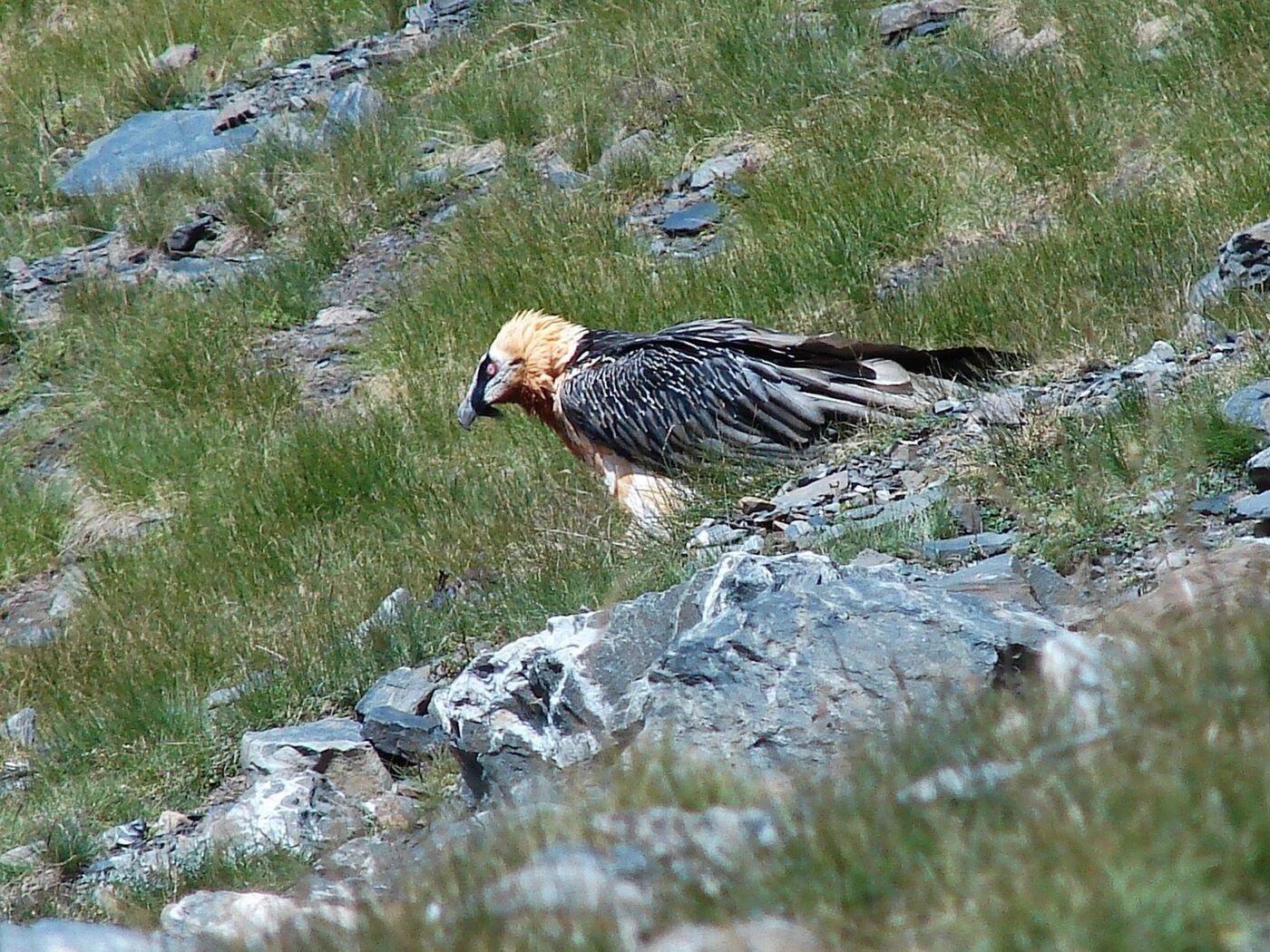 Dans les Pyrénées, la reproduction en berne du gypaète barbu, un oiseau rare, inquiète à nouveau