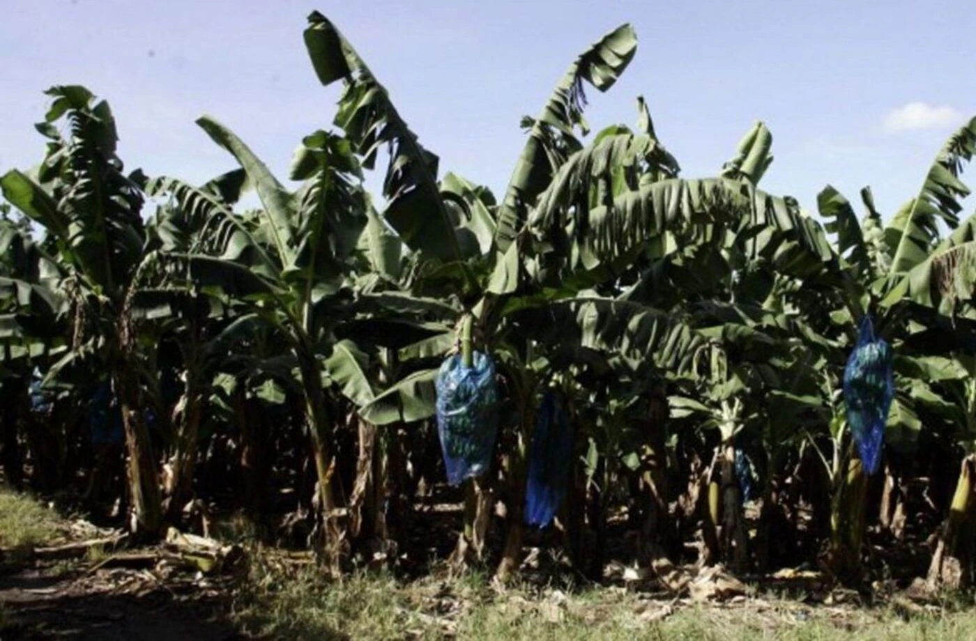 Chlordécone : l’État condamné à indemniser deux ex-ouvrières agricoles en Martinique