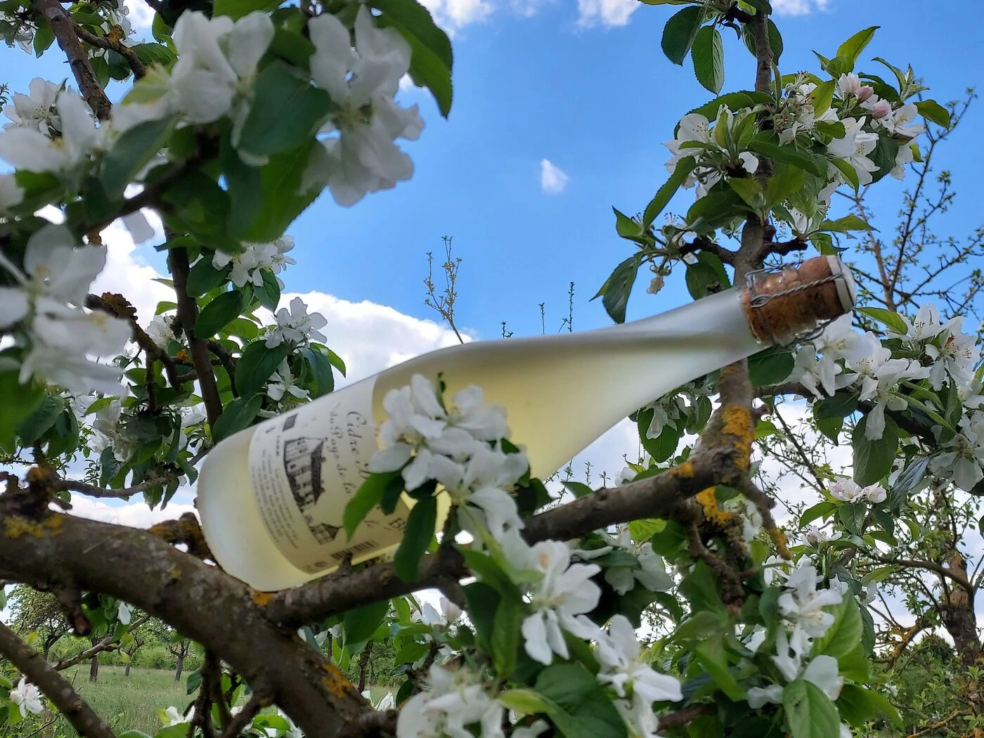 Dans l’Eure, le cidre existe aussi en blanc
