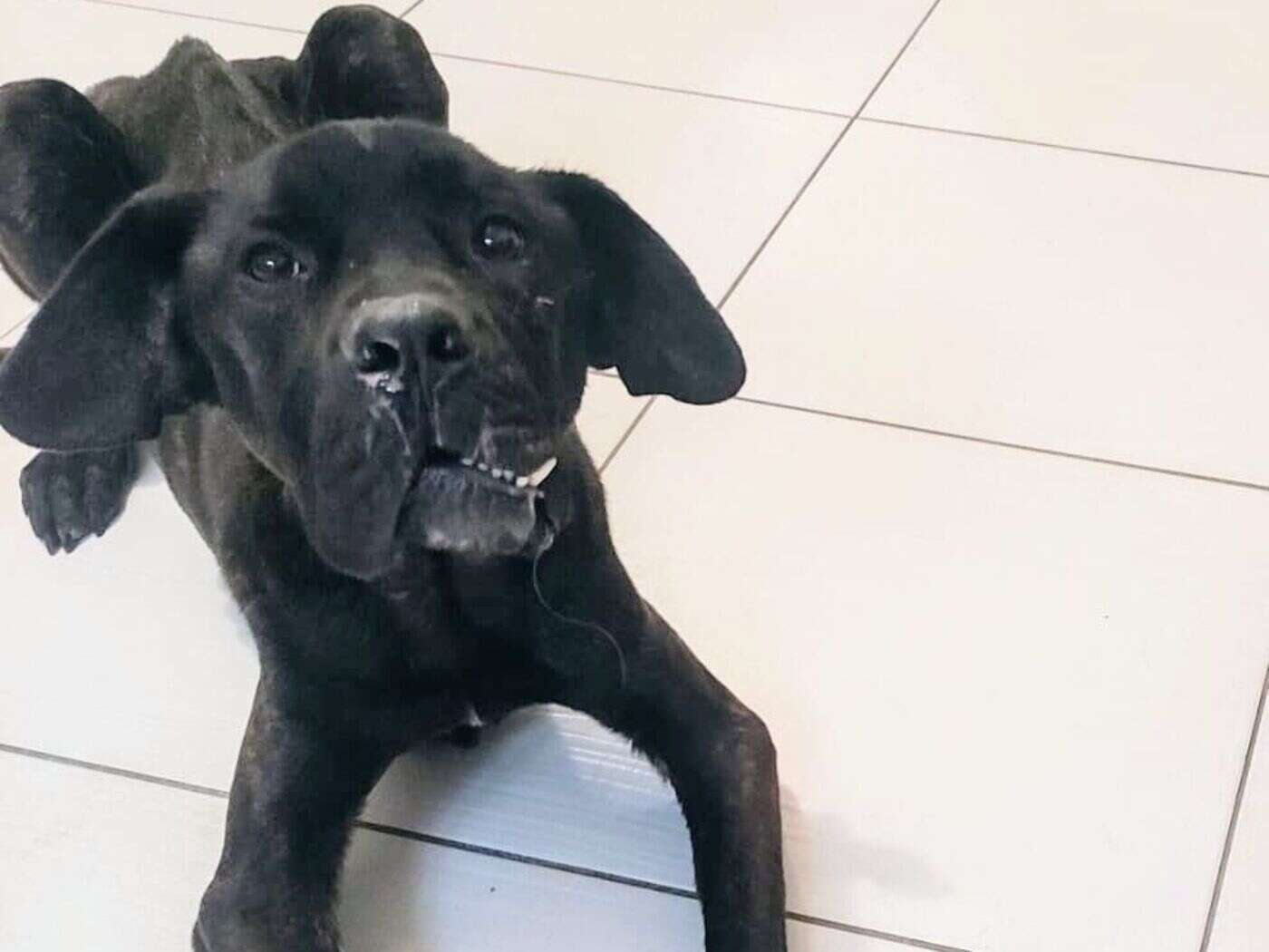 « Il se bat pour guérir » : le calvaire du chien Tyson, squelettique, battu et abandonné en forêt de Sénart