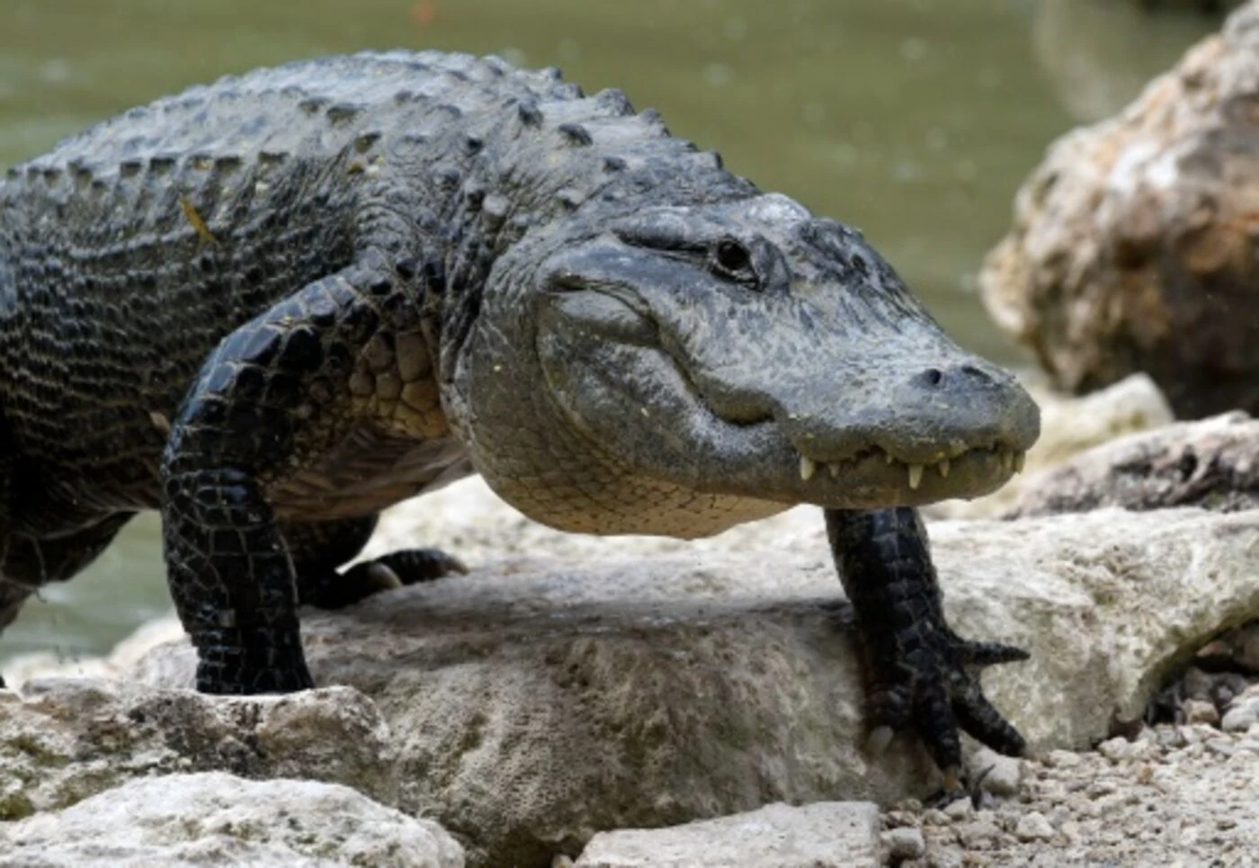« Il m’a mordu et traîné sous l’eau » : une adolescente de 15 ans survit à l’attaque d’un alligator de 3 mètres
