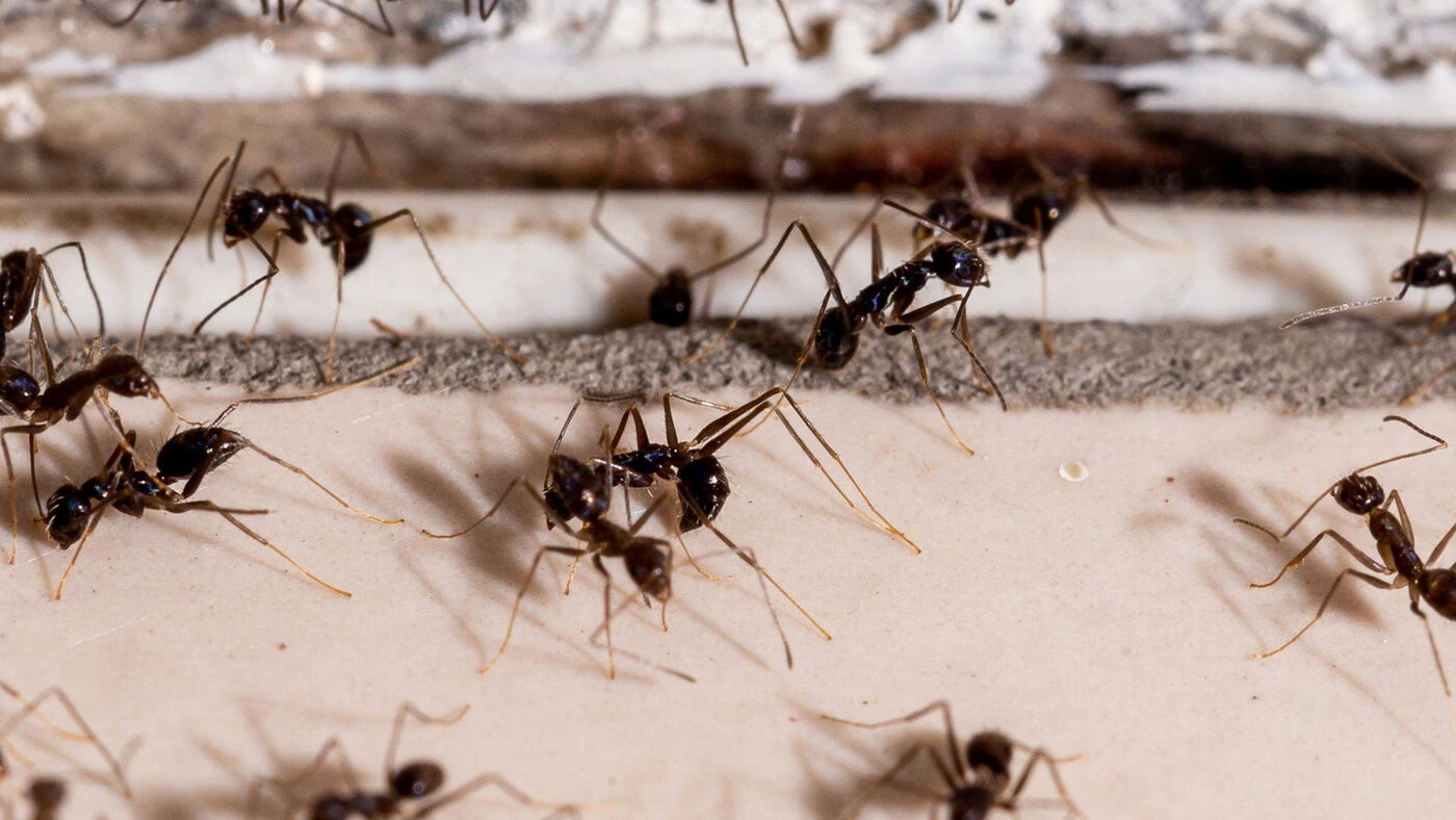 Des milliers de fourmis envahissent et traumatisent une commune d’Eure-et-Loir