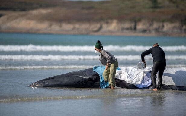 Finistère : un rorqual retrouvé mort, sans doute le même que celui échoué la semaine dernière