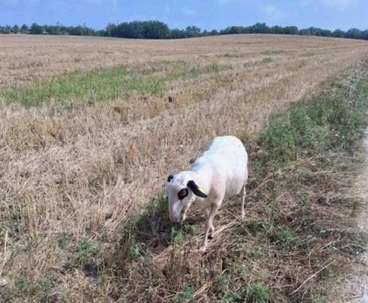 « Elles en raffolent » : un berger du Lot nourrit ses brebis avec de l’ambroisie pour lutter contre sa prolifération
